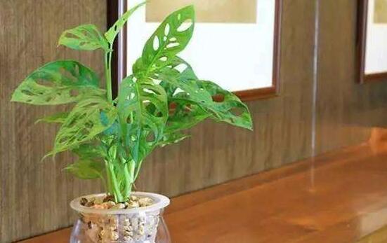 龜背竹水培方法和注意事項，教你超簡單三點步驟/勤換水