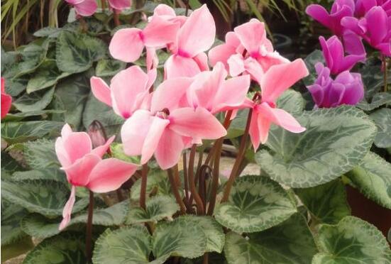 仙客來花期需施什么肥，做好薄肥少施原則(磷鉀肥為主)