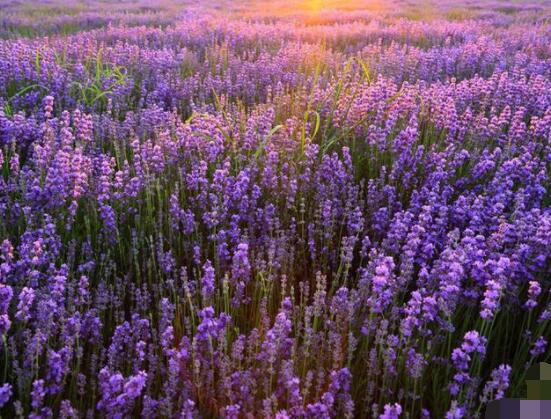 薰衣草有什么功效，舒緩修護(hù)、改善心肌、安撫神經(jīng)