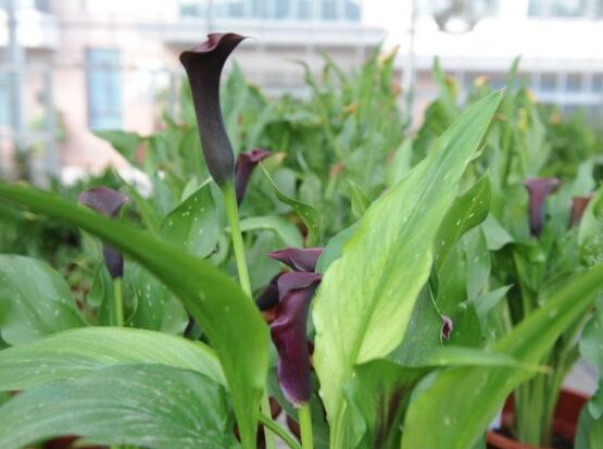 紫色馬蹄蓮花語是什么，代表著一種單純的愛