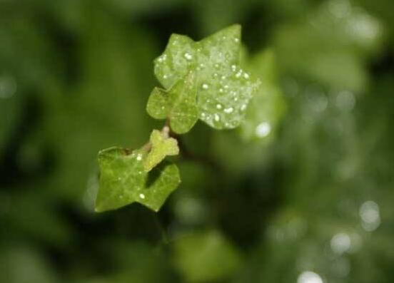 水培常春藤的養(yǎng)殖方法，老農總結的簡單易學三部曲