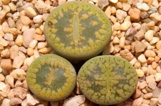 生石花怎么養(yǎng)長得快，老農(nóng)總結(jié)五個(gè)快速生長好方法