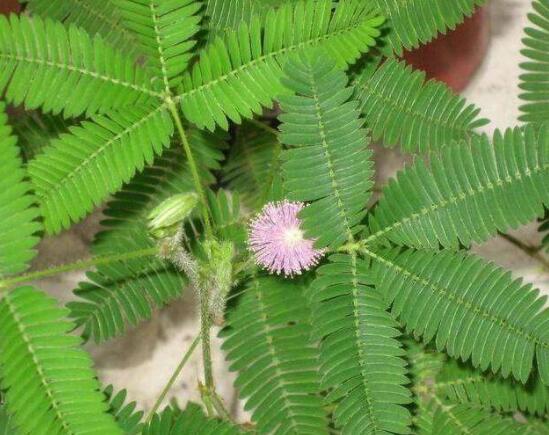 含羞草怎么養(yǎng)護，老農總結五點最實用方法