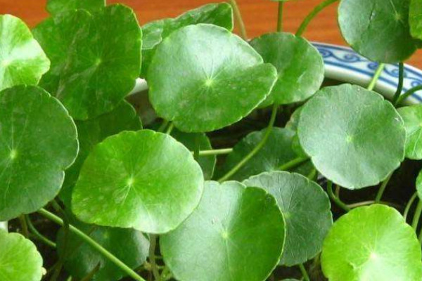 桐錢草怎么養(yǎng)能爆盆