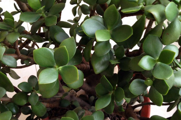 玉樹(shù)葉子干癟枝條發(fā)軟