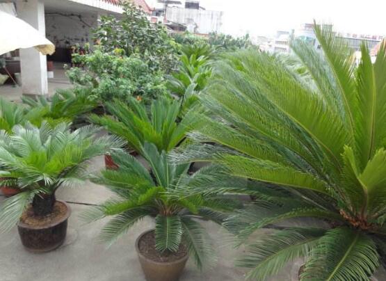 鐵樹能放臥室嗎，盡量不要放（與你爭奪氧氣、呼吸受阻）