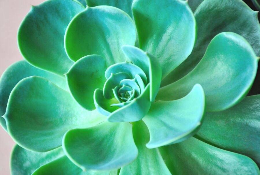 寶石花有哪些功效，美容養(yǎng)顏治便秘