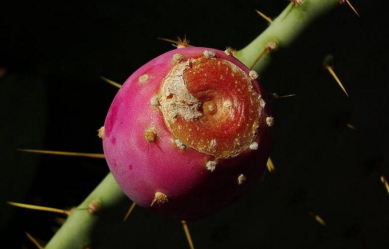 仙人掌果的功效與作用，提高身體器官功能/維持電解質(zhì)平衡