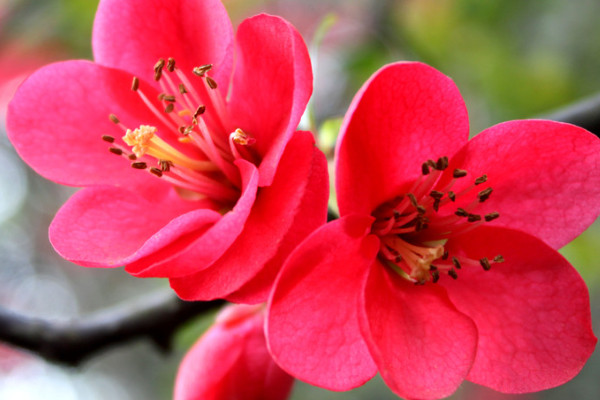 梅花秋天開(kāi)花嗎