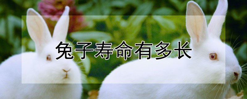 兔子壽命有多長(zhǎng)