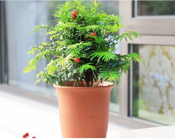 紅豆杉病蟲害的防治方法，莖腐病和白絹病是罪魁禍?zhǔn)? src="/nongchan/d/file/20201223/sm2x4xwfl3w.jpg" style="width: 600px; height: 454px;" / data-sbGG="9408ds"></p>
<p data-dgnO="jpsBAZ">
	紅豆杉在生長過程中可能會發(fā)生立枯病、莖腐病、白絹病、疫霉病。其中最嚴(yán)重的是莖腐病和白絹病。紅豆杉在扦插兩個月內(nèi)極易發(fā)生莖腐病，特別是在七到八月天氣比較炎熱的時候，紅豆杉的耐熱能力較弱，更加容易導(dǎo)致莖腐病的感染。白絹病的發(fā)生一般也是在夏季七八月份天氣炎熱的時候，天氣變涼之后病情會有所好轉(zhuǎn)。</p>
<h2 data-GFDI="vr0xKM">
	紅豆杉病害的防治方法</h2>
<p style="text-align: center;" data-VRaM="mpMYqL">
	<img alt=