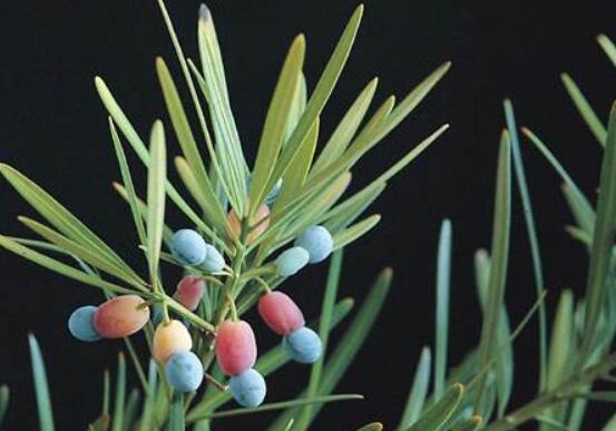 小葉羅漢松的養(yǎng)殖方法，老農(nóng)總結(jié)八大簡(jiǎn)單易學(xué)的養(yǎng)殖技巧