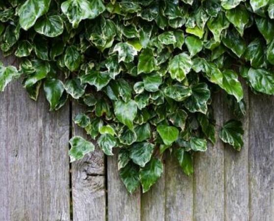 家庭養(yǎng)常春藤常見問題大全，做好六點基本要點即可(生長翠綠)