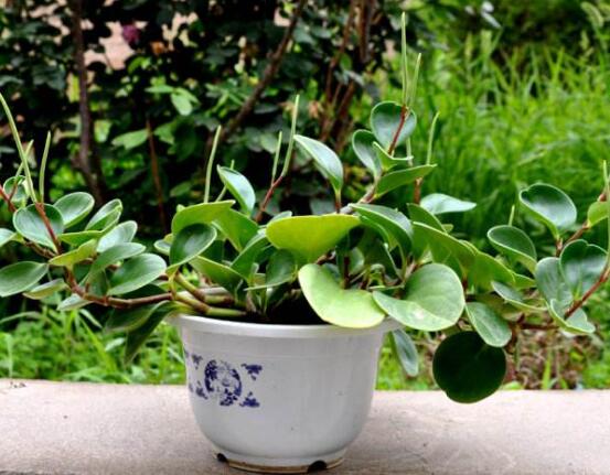 小碧玉怎么養(yǎng)，教你七種簡單易學基本方法