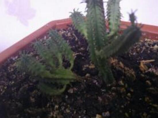 仙人掌爛根原因，仙人掌爛根怎么辦/重新栽培