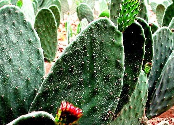 仙人掌的用途與價值，清熱解毒、消炎解暑、開胃健脾、清咽潤肺