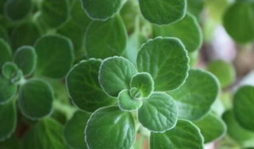 碰碰香能在臥室放嗎，不光可以放/還能制作飲品