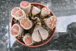 生石花夏天皺皺的怎么辦，可能是光照過強(qiáng)導(dǎo)致