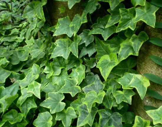 常春藤有毒嗎，常春藤可以放臥室嗎