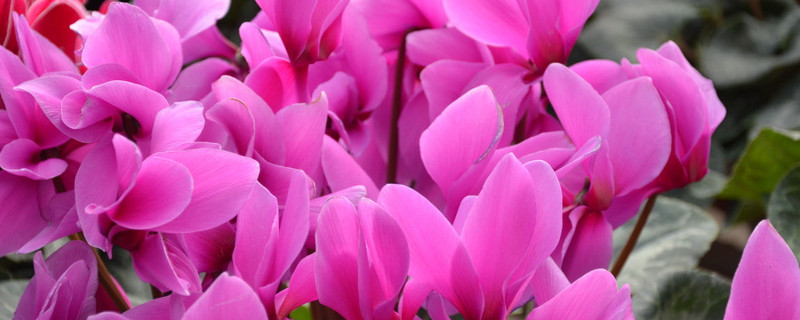 仙客來(lái)有種子嗎怎么播種