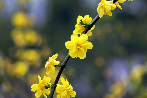 迎春花在幾點(diǎn)開花