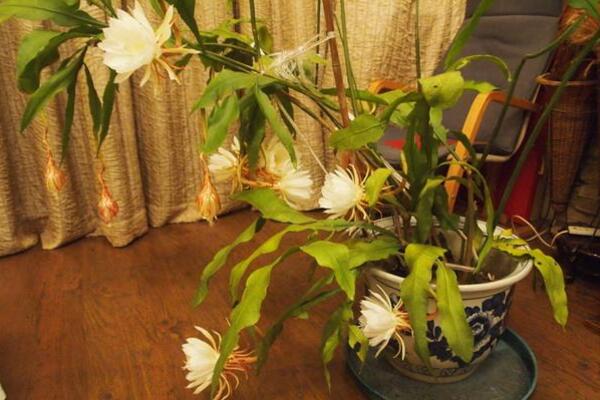 曇花對(duì)室內(nèi)家居的影響，觀賞以及凈化最突出