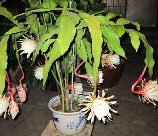 曇花換盆注意事項(xiàng)，只需要注意五個(gè)要點(diǎn)即可