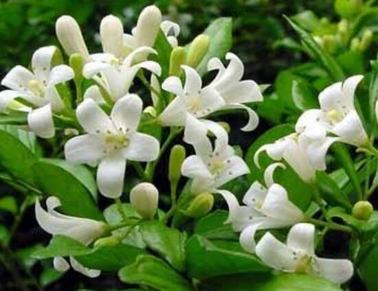 九里香冬天怎么施肥，九里香施什么肥好