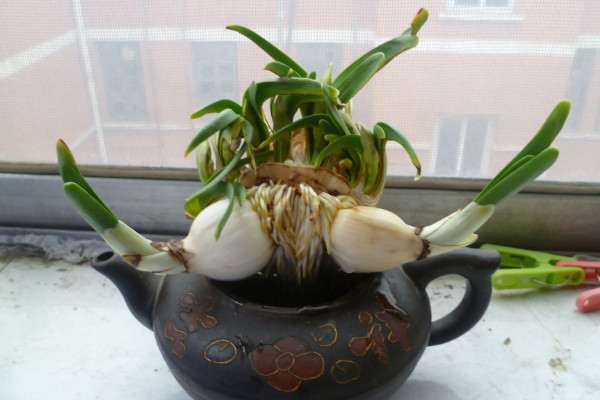 水培風(fēng)信子