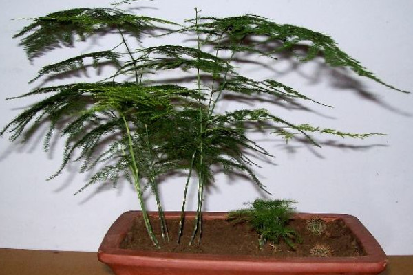 云松開花是什么預(yù)兆