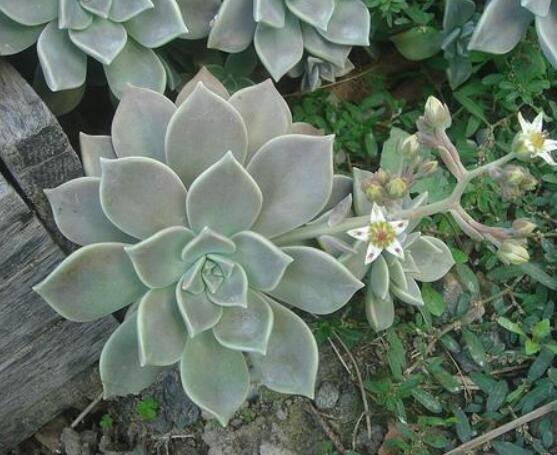 寶石花應該怎么養(yǎng)，只要全面掌握五個要點生長無憂