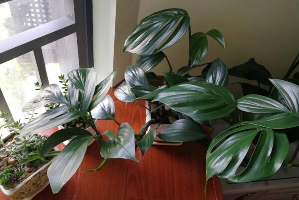 龜背竹葉子滴水有毒嗎，有毒（有腐蝕性和刺激性）