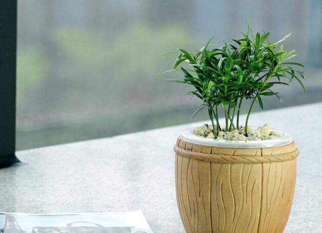 迷你羅漢松的養(yǎng)殖方法，簡(jiǎn)單好養(yǎng)的四種方法