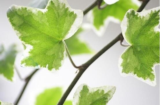 常春藤用淺盆還是深盆，深、淺盆都合適