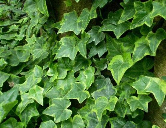 常春藤晚上能放臥室嗎，能/凈化空氣、舒緩身心、擋煞驅(qū)煞