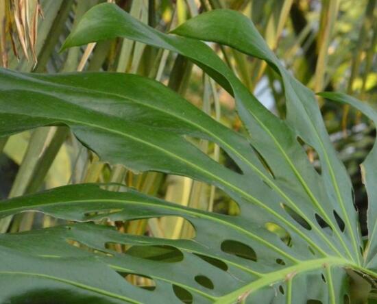 龜背竹黑斑病怎么辦，及時摘除病葉、噴灑藥物/保持通風透氣