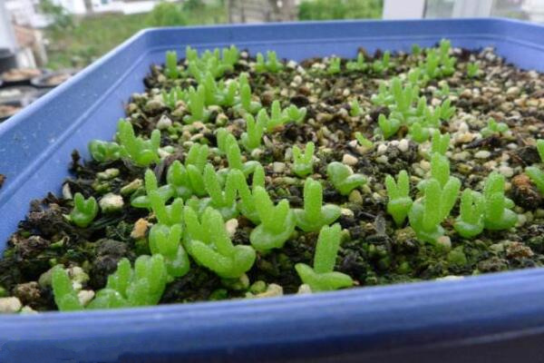 碧光環(huán)種子的種植方法，可以通過以下4步來進(jìn)行