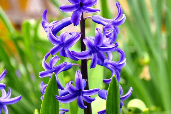 風信子秋天怎么養(yǎng)