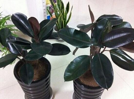 橡皮樹好養(yǎng)嗎，橡皮樹的養(yǎng)殖方法和注意事項(xiàng)