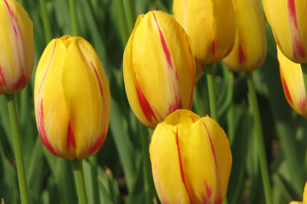 郁金香不經過冷凍能發(fā)芽嗎