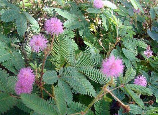 含羞草蔫了怎么辦，教你三種最直觀有效解決方法