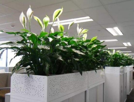 一帆風(fēng)順花的擺放禁忌，忌光線太強(qiáng)與溫度極低處