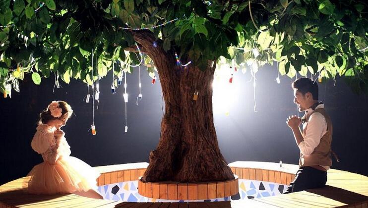 幸福樹的養(yǎng)護(hù)，栽種土壤和水份的施加都要注意