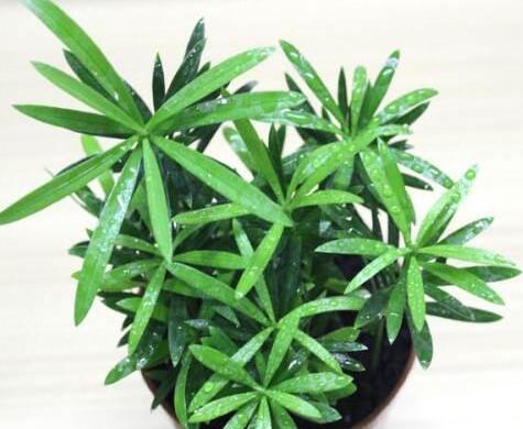 迷你羅漢松的養(yǎng)殖方法，簡(jiǎn)單好養(yǎng)的四種方法