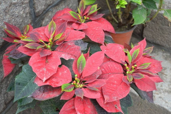 一品紅冬天怎么養(yǎng)，保證環(huán)境溫度不低于10℃