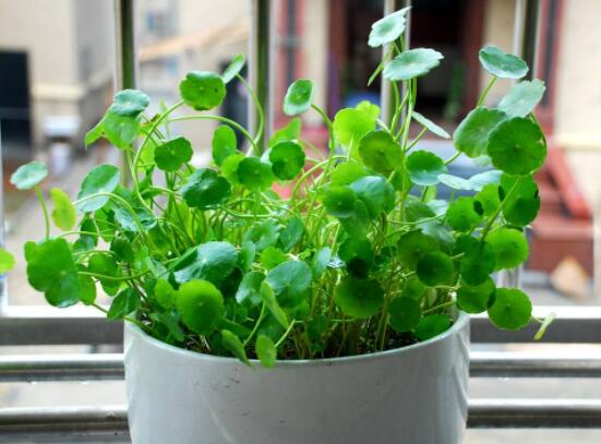 銅錢草的禁忌擺放位置，只要注意這四大位置便可