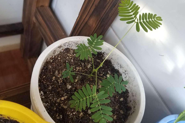 盆栽含羞草的養(yǎng)殖方法和注意事項