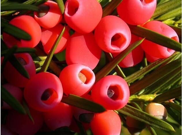 紅豆杉病蟲害的防治方法，莖腐病和白絹病是罪魁禍首