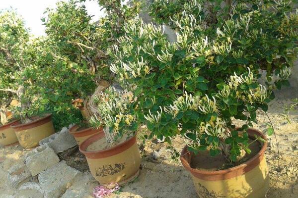 金銀花的種植方法，種子需進(jìn)行催芽處理