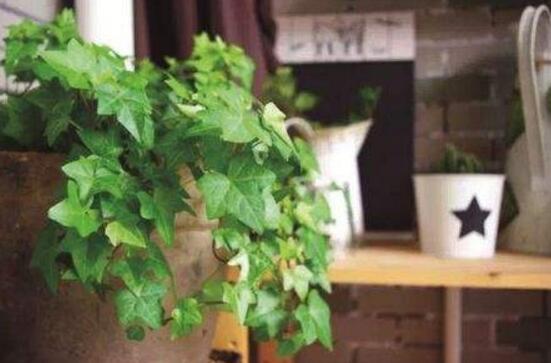 常春藤用淺盆還是深盆，深、淺盆都合適